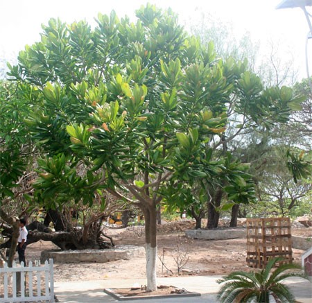 Đặc điểm của cây bàng vuông - kythuatcanhtac.com