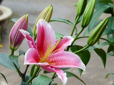 Hình ảnh về hoa Ly đẹp nhất - kythuatcanhtac.com