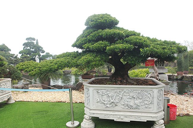amp;#34;Choángamp;#34; với bộ ba cây quý gần 20 tỷ của đại gia Thái Nguyên - 5 - kythuatcanhtac.com