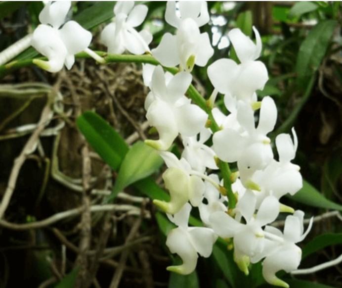 Hoa lan bạch nhạn - Nguồn gốc, đặc điểm, cách trồng và chăm sóc hoa lan bạch nhạn 18 - kythuatcanhtac.com