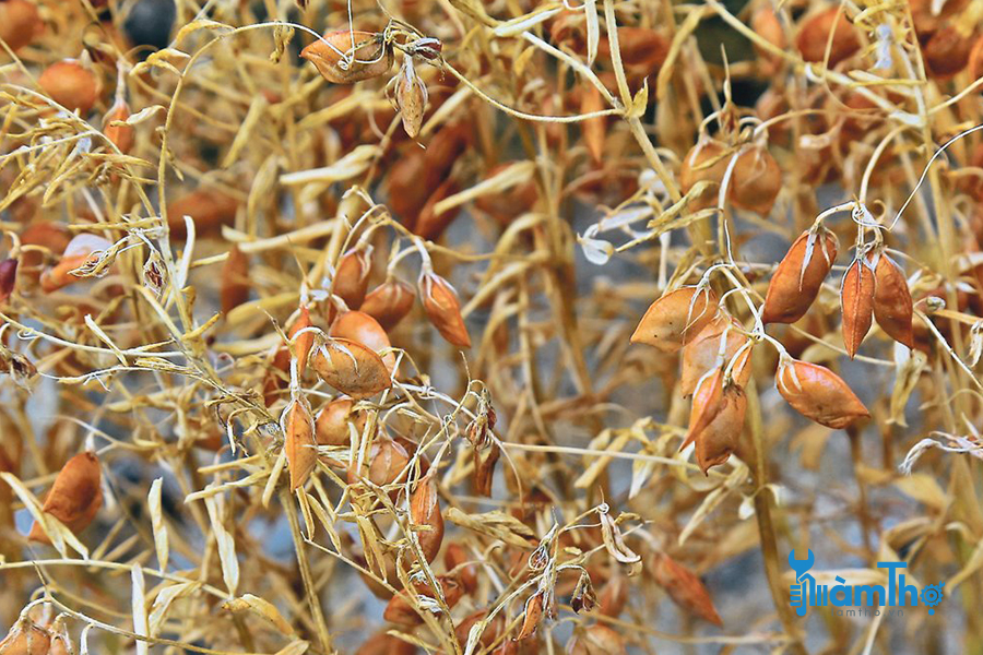 Thu hoạch đậu lăng khi vỏ dưới có màu nâu để sử dụng dưới dạng hạt khô. - kythuatcanhtac.com