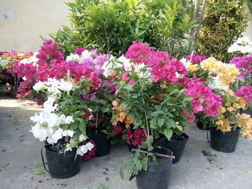Cách trồng hoa giấy ngũ sắc cho ngôi nhà đẹp lung linh - 1 - kythuatcanhtac.com