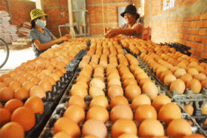 Mô hình chăn nuôi gà đẻ trứng - kythuatcanhtac.com