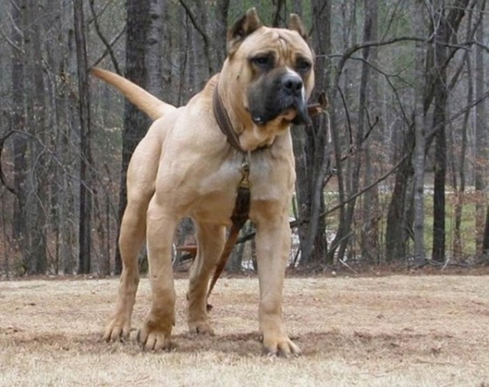 10 giống chó nguy hiểm nhất đối với con người -2 - kythuatcanhtac.com