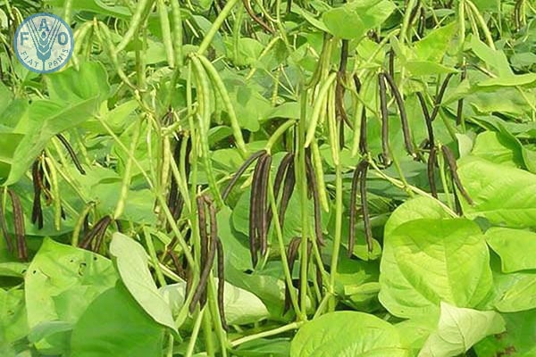 Kỹ thuật trồng đậu đen - kythuatcanhtac.com