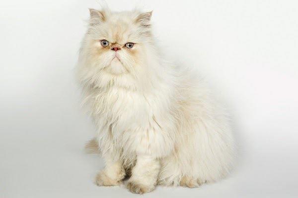 Mèo Ba Tư - Đặc điểm, giá bán, cách nuôi và chăm sóc tốt nhất - 5 - kythuatcanhtac.com
