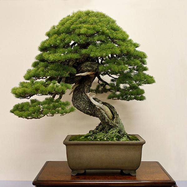 cay-bonsai-dang-truc-6a - kythuatcanhtac.com