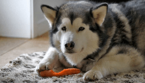 Chó alaska - Những thông tin cần biết khi nuôi chó alaska 14 - kythuatcanhtac.com