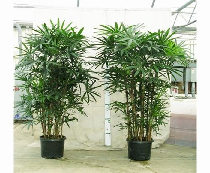 những loại cây cảnh trồng trong nhà, cây cảnh tốt cho sức khỏe, những loại cây cảnh đẹp - kythuatcanhtac.com