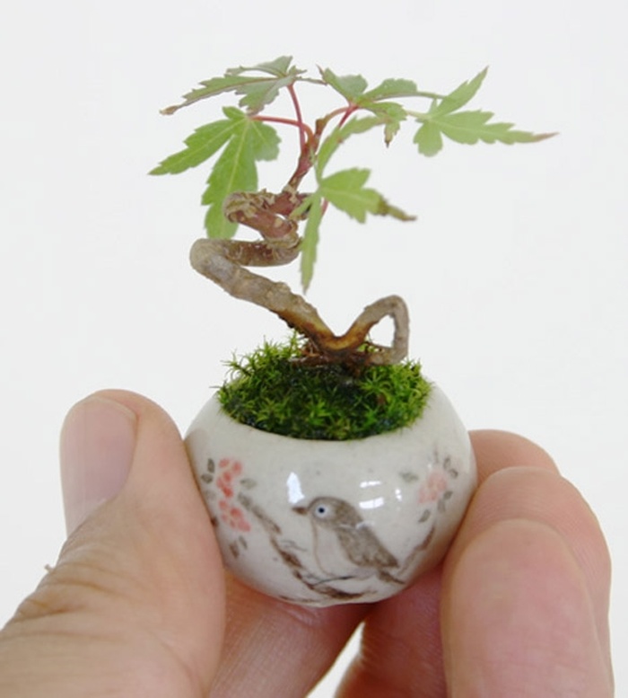 Cây bonsai mini đẹp - cây cảnh mini đẹp - kythuatcanhtac.com