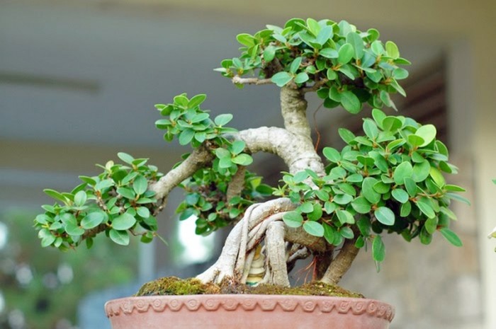 Cây bonsai mini đẹp để bàn - cây xanh - kythuatcanhtac.com