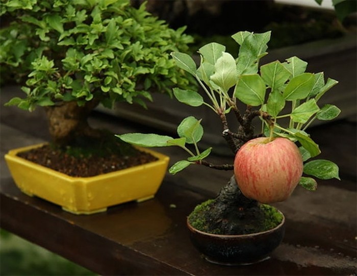 Cây táo mini ra quả đẹp nhất thế giới - kythuatcanhtac.com