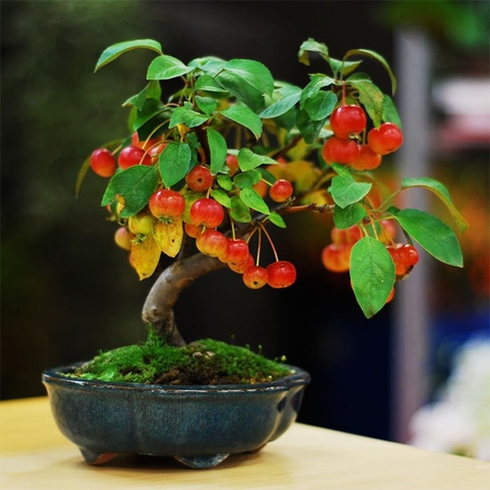 Cây bonsai cherry - cay canh dep nhất thế giới - kythuatcanhtac.com