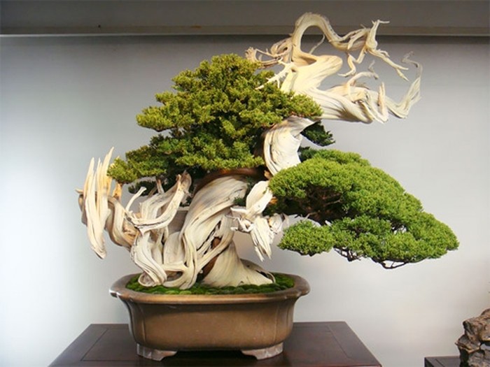 Cây bonsai đẹp nhất thế giới - hơn 800 tuổi - kythuatcanhtac.com