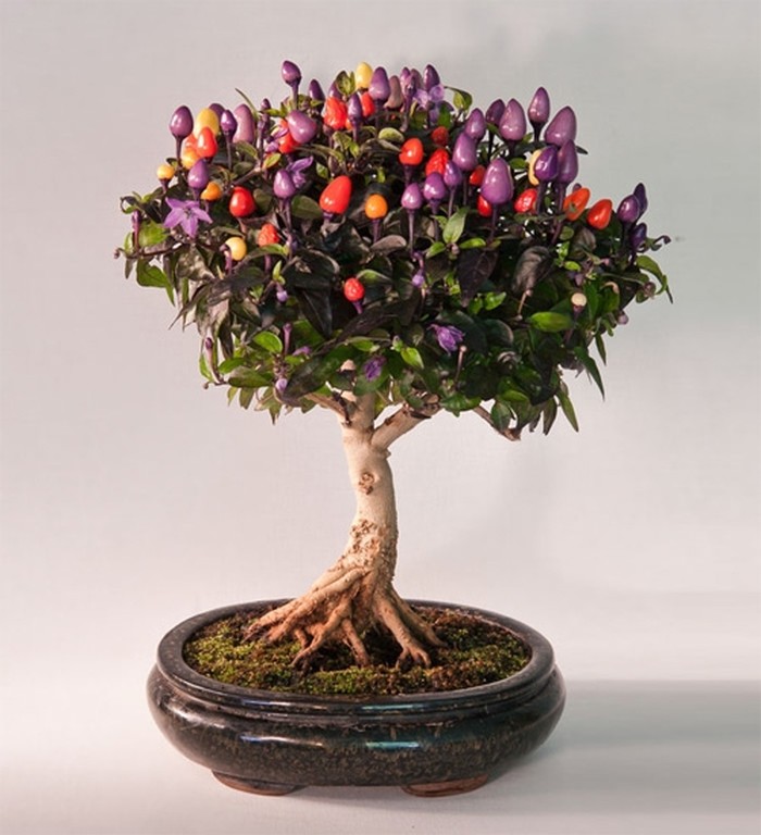 cây ớt cảnh - ớt bonsai để bàn  - kythuatcanhtac.com
