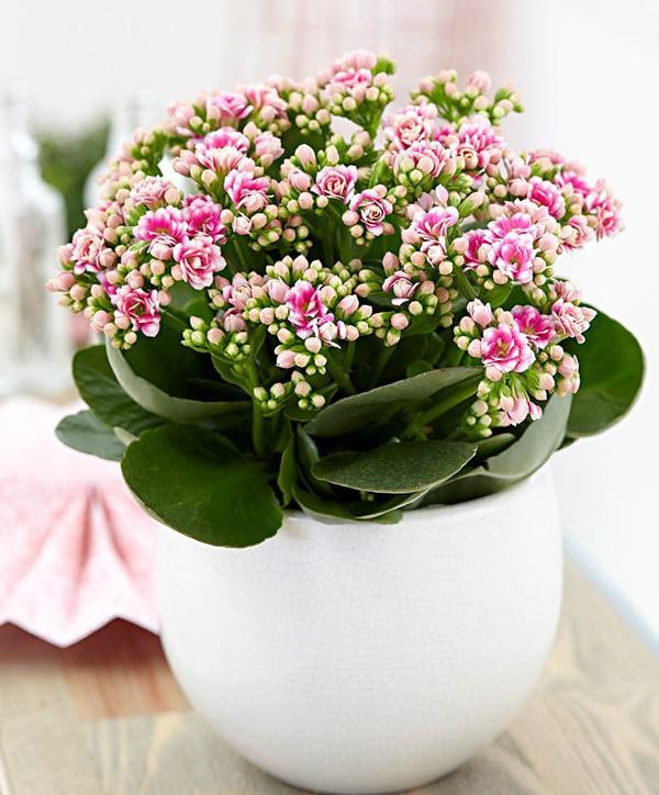 Những loại cây, hoa cả tuần không cần tưới nước, trồng chơi cũng đảm bảo ra hoa - 3 - kythuatcanhtac.com