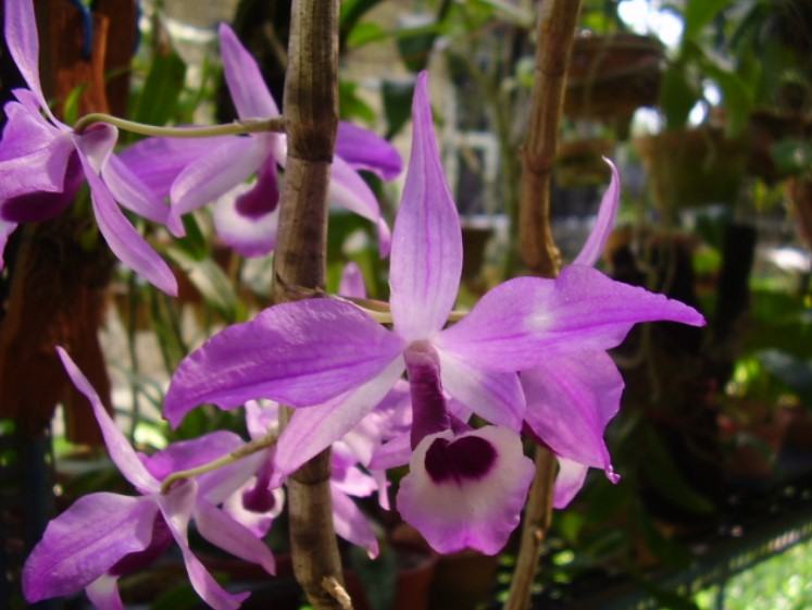 Hoa lan kèn - Nguồn gốc, đặc điểm, cách trồng và chăm sóc hoa lan kèn 15 - kythuatcanhtac.com