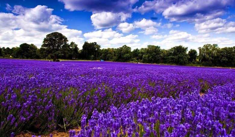 hình ảnh đẹp nhất về hoa lavender - kythuatcanhtac.com