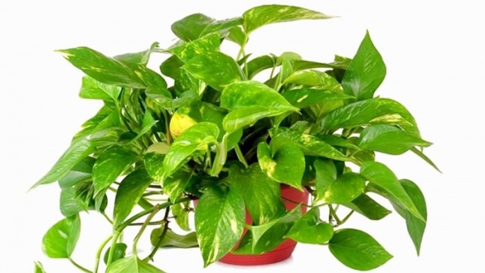 Cây trồng trong nhà cần ít ánh sáng tốt nhất - cây trầu ba - kythuatcanhtac.com