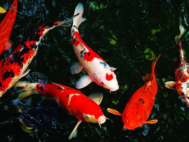 Nguồn gốc của các Koi - Loài cá mang đến sự may mắn cho gia chủ - kythuatcanhtac.com