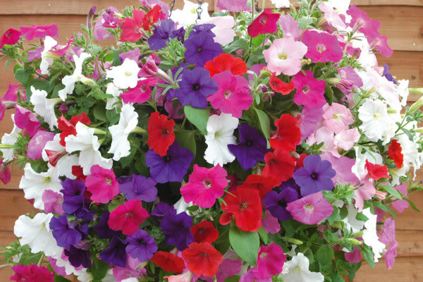 Hoa dạ uyên thảo nhiều màu sắc rực rỡ - kythuatcanhtac.com