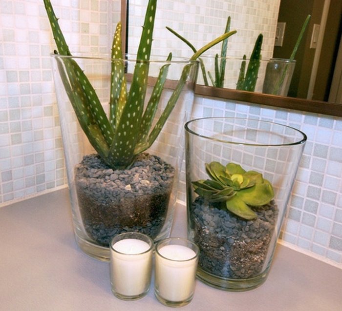 Cây nha đam trồng trong nhà tắm - kythuatcanhtac.com
