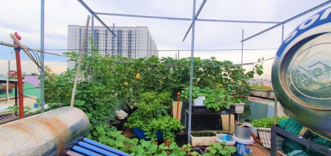 Bầu bí 7 tháng, mẹ Sài Gòn vẫn còng lưng trồng rau sân thượng, thành quả ngoài mong đợi - 23 - kythuatcanhtac.com