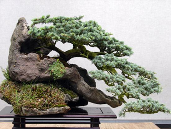 bonsai-dang-huyen-8a - kythuatcanhtac.com