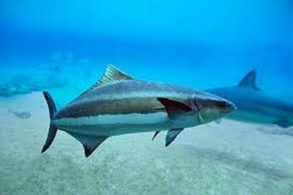 Đặc điểm môi trường sống của cá Bớp - kythuatcanhtac.com