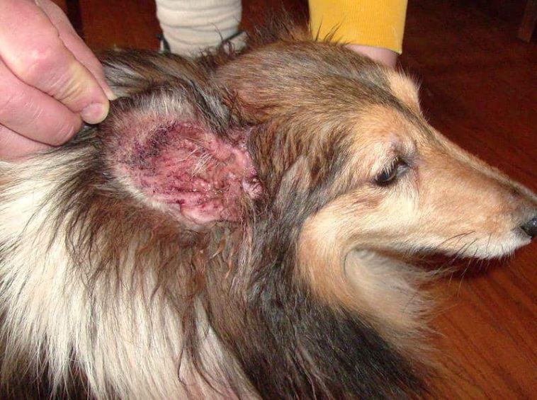 Chó bị viêm tai: biểu hiện, cách điều trị, phòng tránh 4 - kythuatcanhtac.com