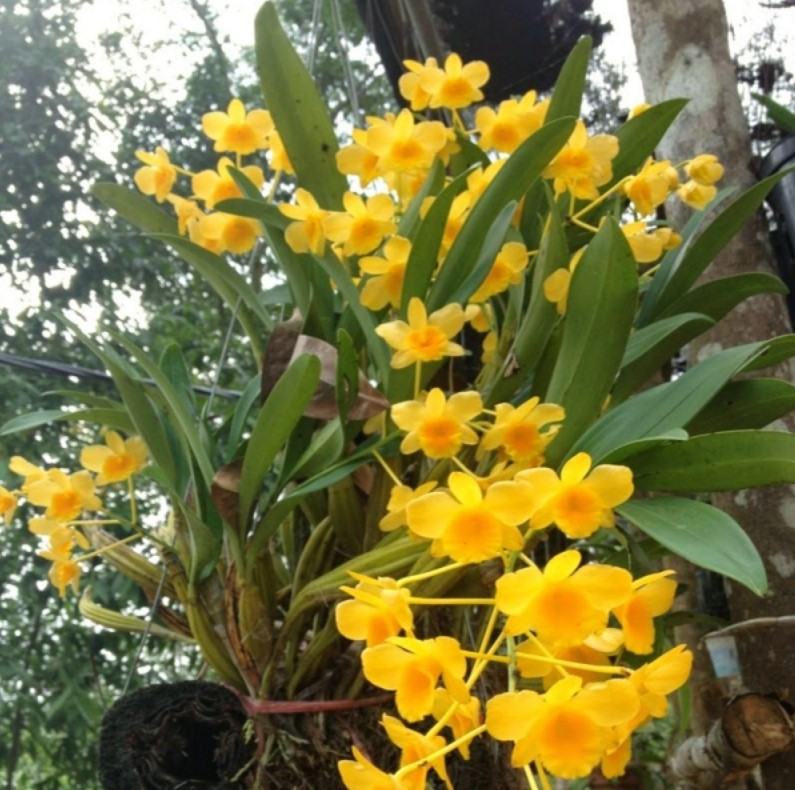Hoa lan kim điệp xuân - Loài hoa mang đến sắc hương rực rỡ cho ngày tết 13 - kythuatcanhtac.com