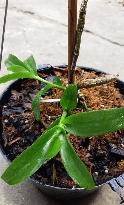 Kỹ thuật trồng lan hồ điệp bằng xơ dừa - kythuatcanhtac.com