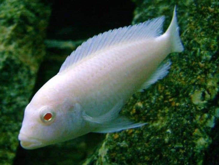 Cá Ali trắng, tuyết điêu - Đặc điểm sinh học và cách nuôi 11 - kythuatcanhtac.com