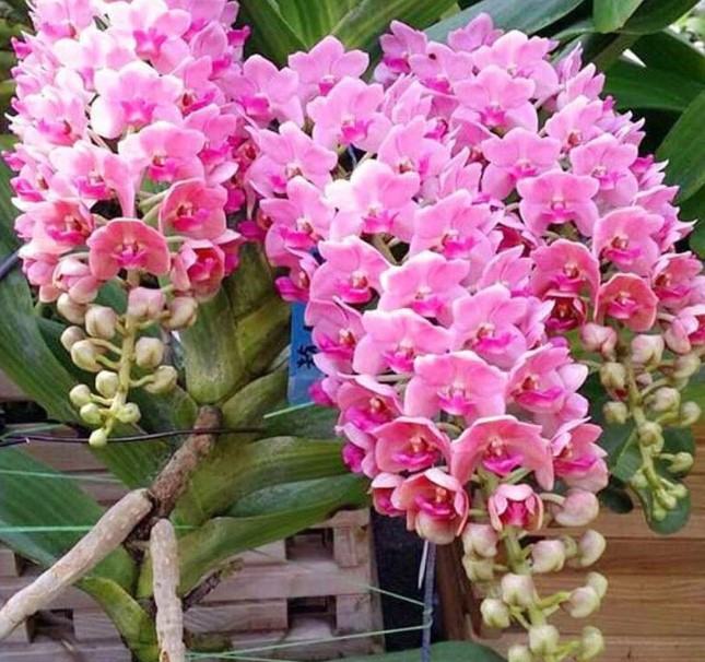 Hoa lan đại châu - Nguồn gốc, đặc điểm, cách trồng và chăm sóc hoa lan đại châu 18 - kythuatcanhtac.com