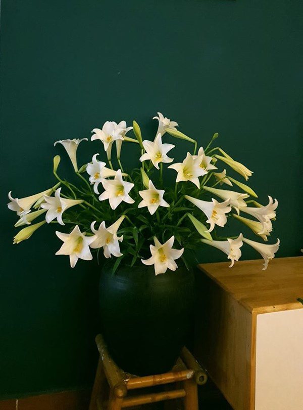 Mách các mẹ bí quyết chọn hoa loa kèn trắng muốt, mang về nở căng - 4 - kythuatcanhtac.com