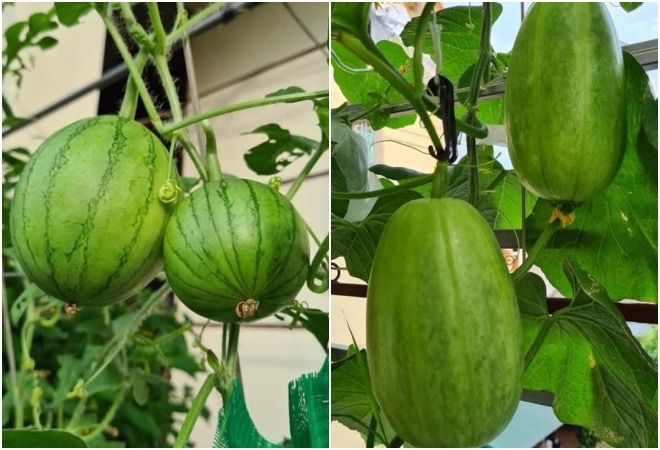 Ông bố Phú Thọ làm vườn sân thượng theo bí quyết riêng, rau quả xanh tốt quanh năm - 7 - kythuatcanhtac.com
