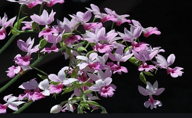 Hoa lan bầu rượu - Nguồn gốc, đặc điểm, cách trồng và chăm sóc hoa lan bầu rượu 16 - kythuatcanhtac.com