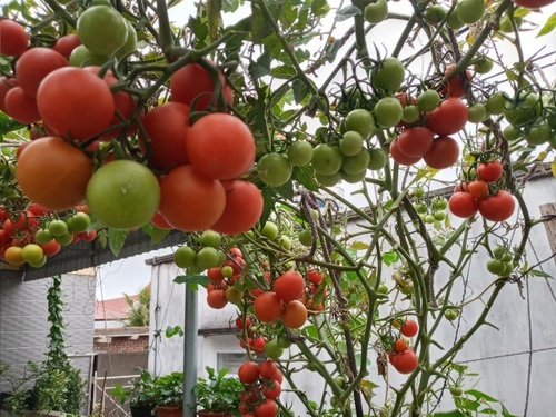 Mẹ Hải Phòng làm ròng rọc tời đất lên sân thượng trồng cà chua, quả kết từng chùm trĩu giàn - 18 - kythuatcanhtac.com