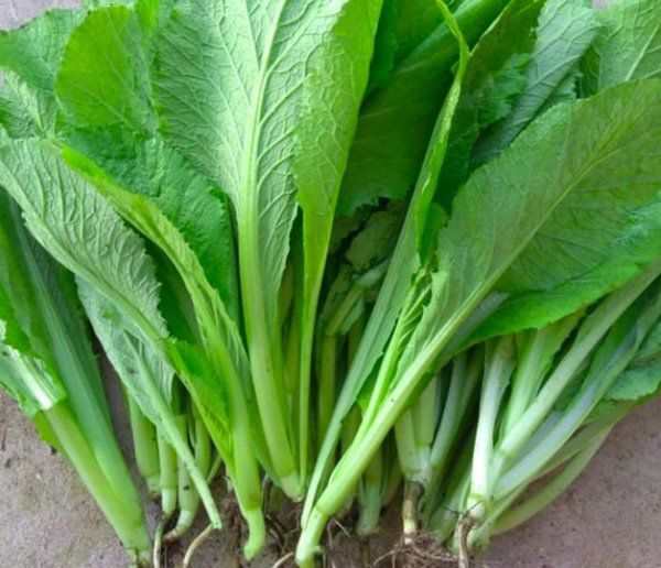 Qua Tết âm trở lại làm vườn, mẹ đảm trồng ngay 6 loại rau này sẽ lớn nhanh như thổi - 3 - kythuatcanhtac.com