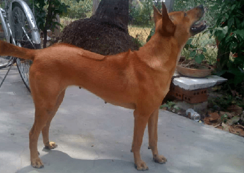 Chó Phú Quốc - Những thông tin cơ bản về loài chó Phú Quốc 12 - kythuatcanhtac.com