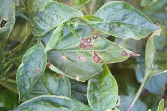 Bệnh đốm lá trên cây ớt 2 - kythuatcanhtac.com