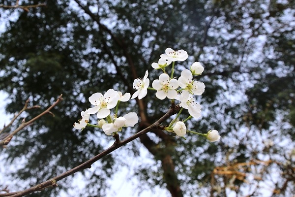 Hoa Lê trắng - Đặc điểm, ý nghĩa và cách trồng loài hoa của Tây Bắc - 4 - kythuatcanhtac.com