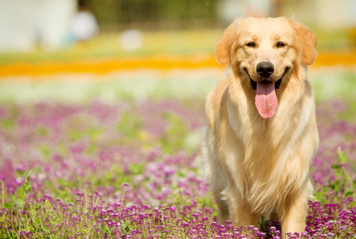 Chó golden Retriever - Những thông tin cơ bản liên quan đến chó golden Retriever 19 - kythuatcanhtac.com