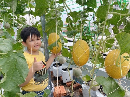 Bầu bí 7 tháng, mẹ Sài Gòn vẫn còng lưng trồng rau sân thượng, thành quả ngoài mong đợi - 11 - kythuatcanhtac.com