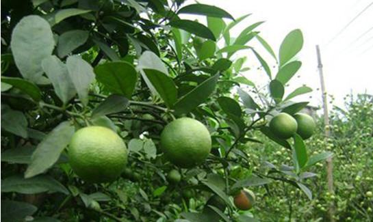 Cây chanh vườn – Kỹ thuật trồng và chăm sóc cây chanh 7 - kythuatcanhtac.com