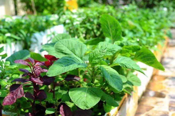 Muốn trồng rau đay, rau dền nhất định phải biết 4 mẹo này, đảm bảo tươi tốt - 1 - kythuatcanhtac.com