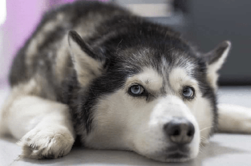 Chó Husky - Chú chó đa cảm xúc nhất trong tất cả các loại pet 11 - kythuatcanhtac.com