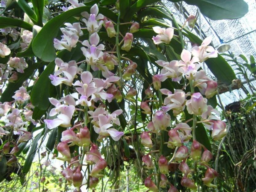 Hoa lan tam bảo sắc - Nguồn gốc, đặc điểm, cách trồng và chăm sóc hoa lan tam bảo sắc 9 - kythuatcanhtac.com