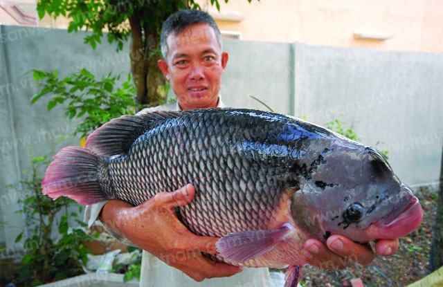 Kỹ thuật nuôi cá Tai Tượng - kythuatcanhtac.com