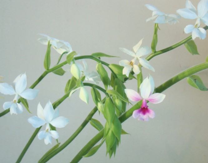 Hoa lan bầu rượu - Nguồn gốc, đặc điểm, cách trồng và chăm sóc hoa lan bầu rượu 12 - kythuatcanhtac.com